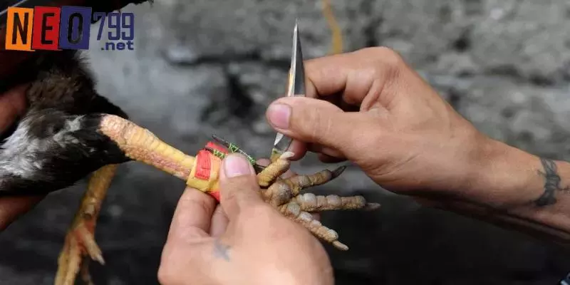 Đá Gà Cựa Dao – Sản Phẩm Kịch Tính, Thách Thức Tại NEO79 3 Những đặc điểm riêng biệt của loại hình này