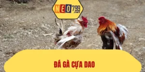 Đá Gà Cựa Dao