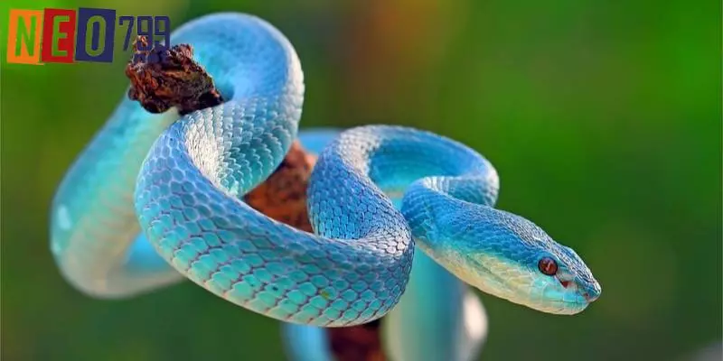 Mơ Thấy Rắn Và Con Số May Mắn Tại NEO79 2 Tổng hợp các điềm báo liên quan đến rắn