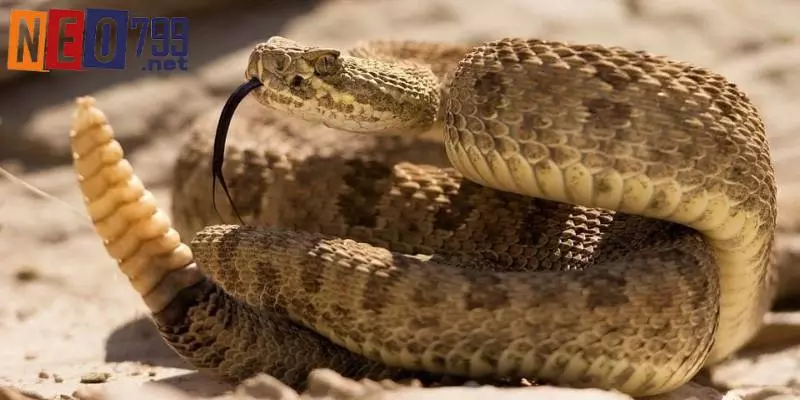 Mơ Thấy Rắn Và Con Số May Mắn Tại NEO79 4 Nếu mơ thấy rắn lột xác nên đánh 14 ,34