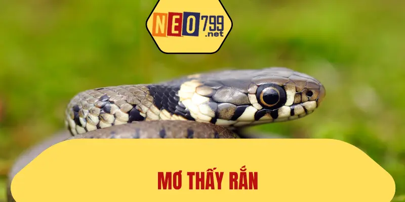 Mơ Thấy Rắn Và Con Số May Mắn Tại NEO79 1 Mơ Thấy Rắn